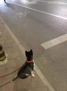 网友不敢相信,我竟然养了一只不会拆家的哈士奇
