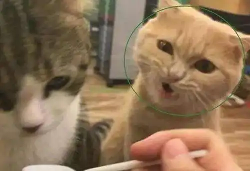 猫猫表情包高清橘猫