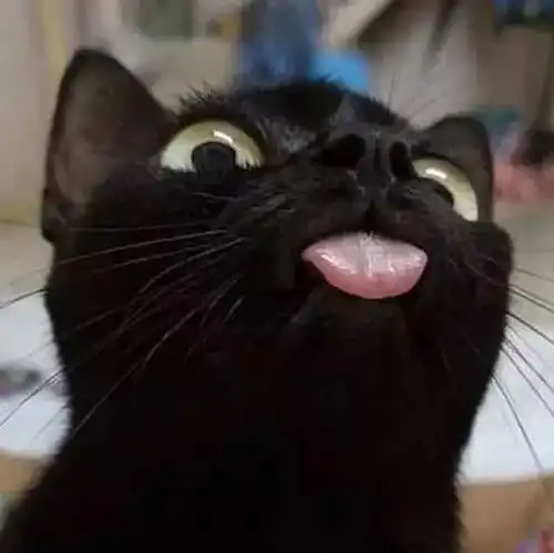  进来看小猫咪自拍新鲜素颜无p图