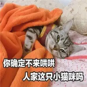  猫咪表情包忘了他吧,我卖萌养你