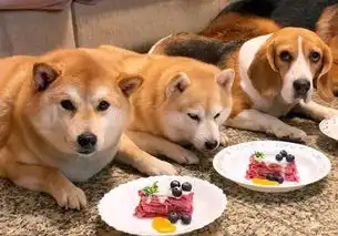  柴犬被主人念叨几句就玩消失,结果主人找到它时,居然变成了柴鱼