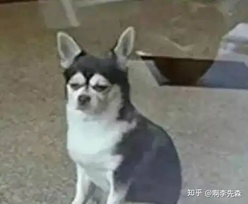 微笑就好了表情包吉娃娃