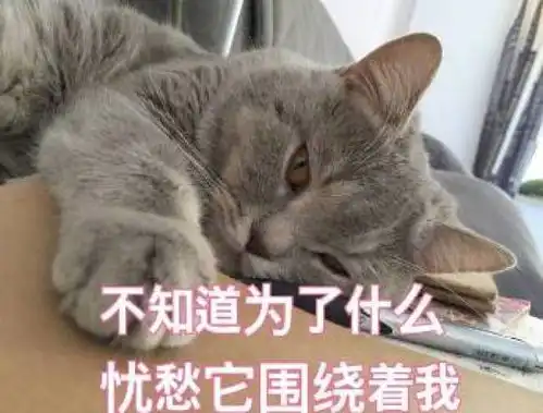 你不要走表情包猫咪