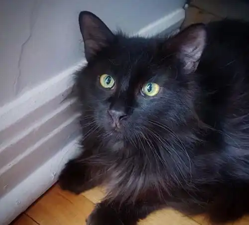  小黑猫胆小如鼠,去肉铺偷肉时被老板逮个正着,它的反应太有趣了