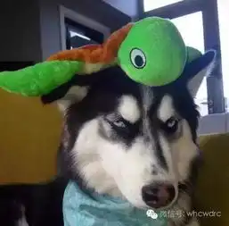 养了二哈,你就拥有了一个强大的表情包保证你每天笑的合不拢嘴 养了二哈,你就拥有了一个强大的表情包保证你每天笑的合不拢嘴