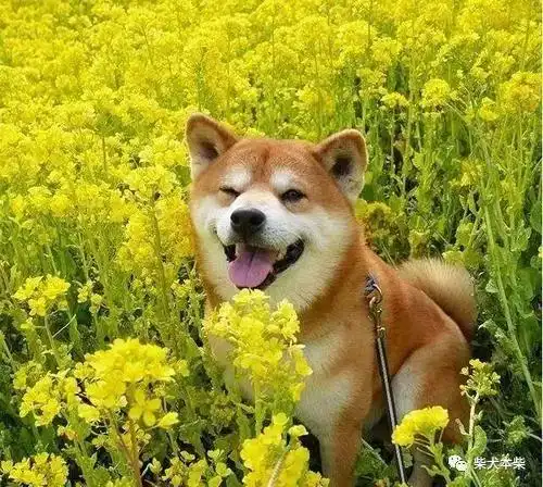 一只柴犬抱着鱼表情包哀