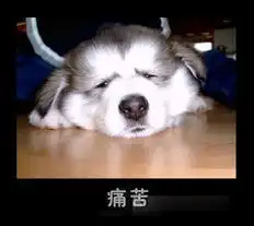  原来哈士奇才是真正的表情帝