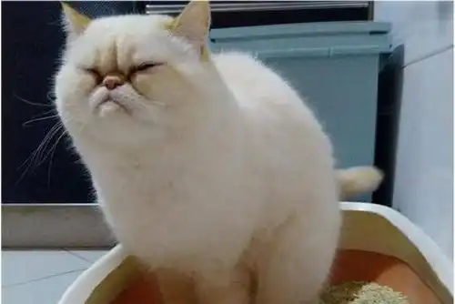  猫咪隔一天拉一次粑粑正常吗