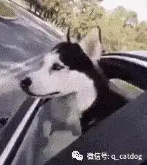  主人带二哈去公园玩路上和回家路上的表情区别,这狗太现实了