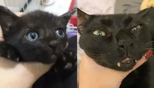  小黑猫长大后丑脸崩坏,饲主怀疑黑猫结扎被抱错