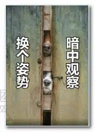  哈士奇暗中观察表情图片哈士奇暗中观察表情包jz5u绿色下载站