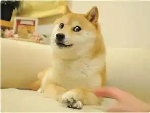  泪目16岁柴犬北登去世,你的表情包里肯定有它...