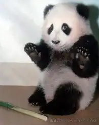  不是我干的听说爱猫的男人都是gay,幸亏哥爱的是熊猫馒头