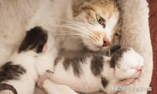  养猫一定记住6不要,过来人劝告,特别伤感情