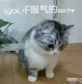  叫错张雨绮名字的第十四年,我没打算改声合嚼字17