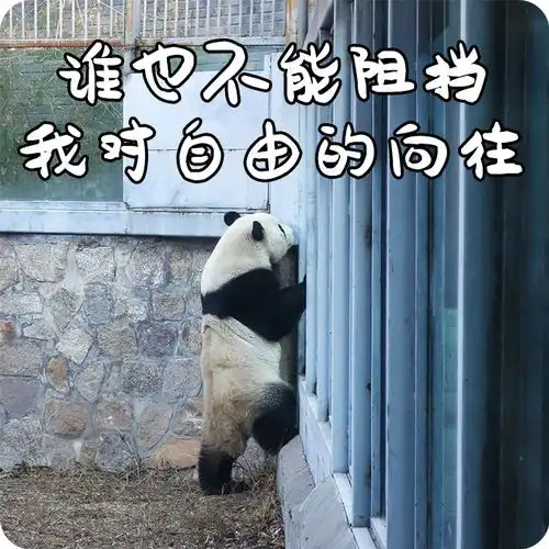  我的大熊猫表情包分你一点