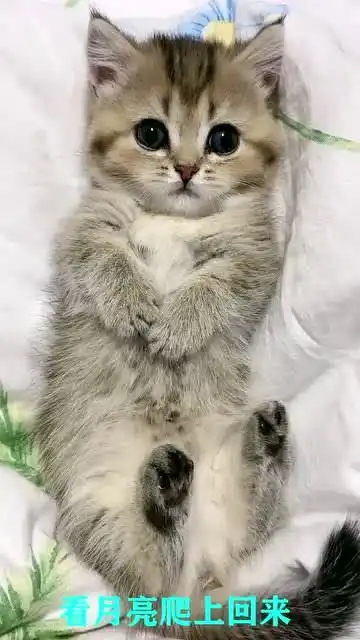  眼睛瞪得像铜铃,小猫咪这表情太呆萌了,老夫的心都融化了