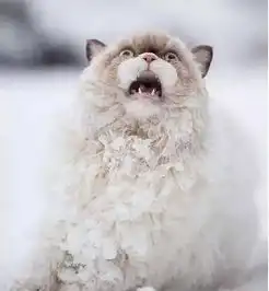  当怕冷的布偶猫第一次遇见大雪...