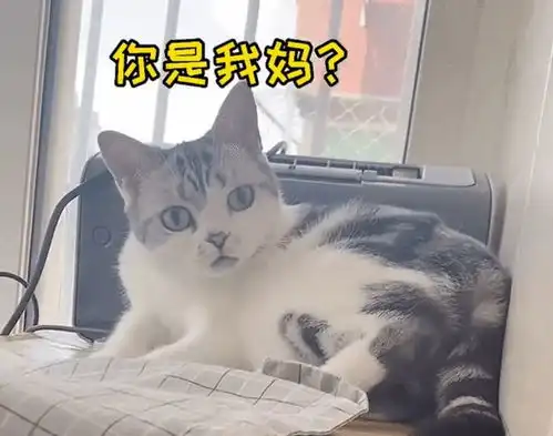  北京主人化完妆猫咪不认识,惊讶表情引爆笑,猫还穿小短裙
