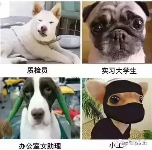 搬砖搞笑表情包猪崽