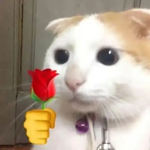 可爱猫咪表情包斗图专用