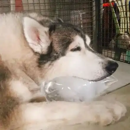  天气越来越热,二哈们都患上了一种奇怪的病...