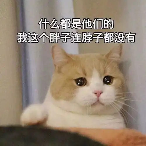  萌哒哒的动物表情包,为什么受到网络热捧