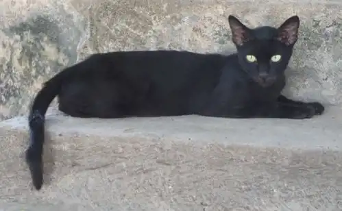  小猫蹲坐半小时,不吃现成的猫粮,却吃阿姨的米饭,被毒怕了