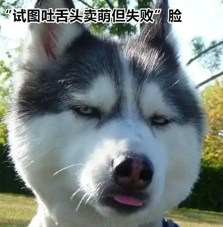  和哈士奇一起生活是一种什么样的体验被一个360度表情包包围吧