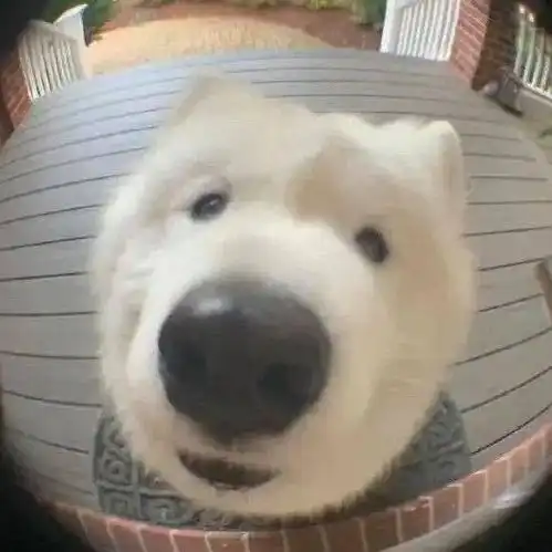 傻眼表情包狗狗开门