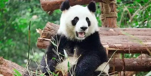  熊猫不是猫,刺梨不是梨