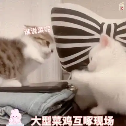  猫猫表情包