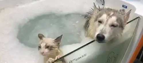  朋友把猫丢过来寄养,女子把猫和二哈放一块洗澡,这俩表情神同步