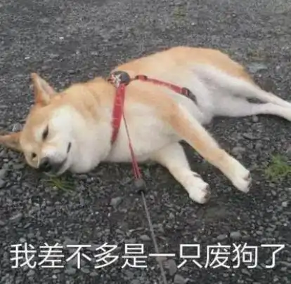  柴犬五宗罪想养柴犬的,先问你敢不敢