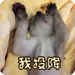  全新猫咪斗图表情包来啦