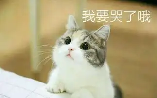  小猫咪叫老婆表情包