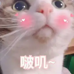  表情包也戴头套小奶猫照镜子我的老天鹅啊,小狮子一脸懵哦