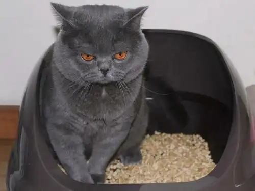  为何只发明猫砂却没有狗砂呢狗狗不能把好吃的埋起来