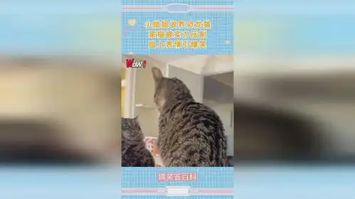  小姐姐收养恐龙猫,家猫被实力压制,脸上表情引爆笑