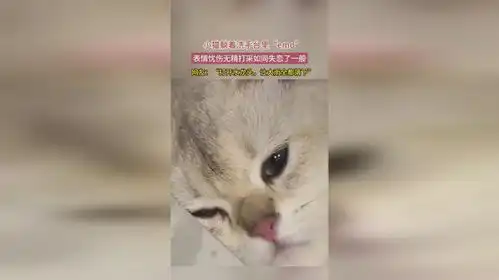  小猫躺着洗手台里emo表情忧伤无精打采如同失恋了一般