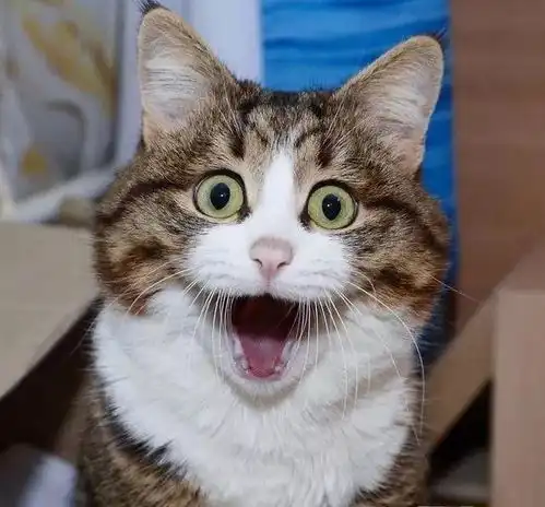  一只拥有丰富表情的猫咪,仅仅三岁就好像历尽猫生百态