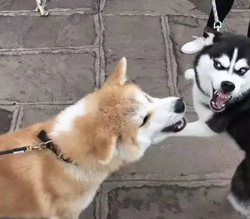  哈士奇跟柴犬干上了,一大波表情包正在袭来,笑死人啦