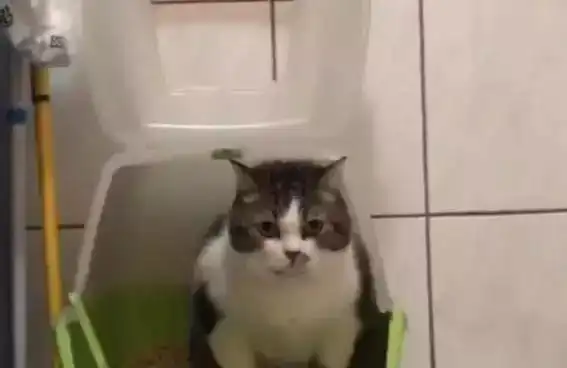  胖猫蹲便盆拉粑粑,没想到有点便秘,这表情笑到不行