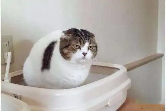 正在排便的表情包养猫