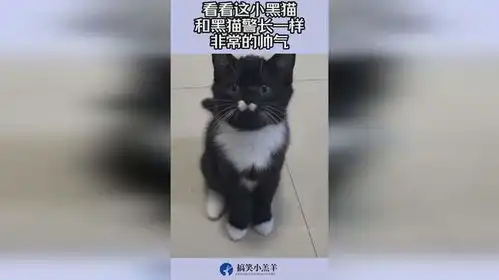 小黑猫的表情包黑猫警长