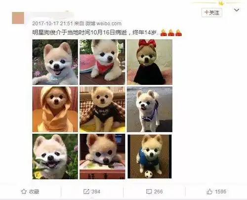  三百六十行宠物殡葬师揭秘宠物罕见死因
