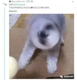  平时乖萌的汪星人一旦丑起来,各个都是高能崩坏表情包啊...