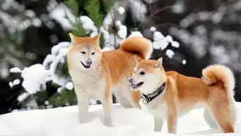  狗年说狗养狗篇