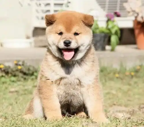  深圳有没有养狗场深圳哪里有卖柴犬的柴犬多少钱一只
