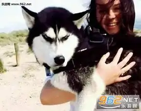 哈士奇高清表情包愤怒